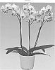 Phalaenopsis%20hybrid%20%27FLOR170430%27