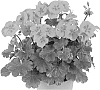 Pelargonium%20zonale%20x%20Pelargonium%20peltatum%20%27Duesarwisal%27