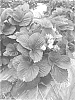 Fragaria%20x%20ananassa%20%27LILI%27