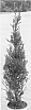 Ilex%20crenata%20%27FarrowSK6%27