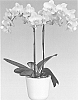 Phalaenopsis%20hybrida%20%27Eye%20Wonder%27
