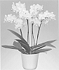 Phalaenopsis%20hybrida%20%27Poppy%20Honey%27