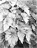 Begonia%20rex-cultorum%20%27Aurora%27