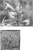Agastache%20spp.%20%27Rosie%20Posie%27