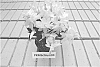 Schlumbergera%20plant%20named%20%27PKMSchlum04%27