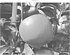 Malus%20domestica%20Mill.%20%27Sinfonia%27