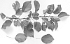 Prunus%20armeniaca%20L.%20%27NJA151%27
