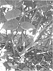 Rubus%20subgenus%20Rubus%20Watson%20%27A-2312%27