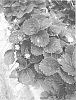 Fragaria%20x%20ananassa%20%27Crystalina%27