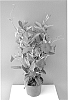 Mandevilla%20hybrida%20%27Lanlouisiana%27