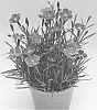 Dianthus%20%27KLEDG13146%27