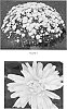 Chrysanthemum%20x%20morifolium%20%27CIFZ0013%27