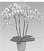 Phalaenopsis%20hybrid%20%27Cupid%20Spirit%27