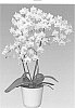 Phalaenopsis%20hybrid%20%27Liv%27
