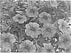 Calibrachoa%20%27KLECA12236%27