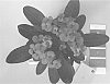 Euphorbia%20milii%20plant%20named%20%2712-01-ZEU%27