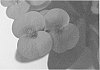 Euphorbia%20milii%20plant%20named%20%2712-04-EU%27