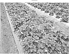 Fragaria%20ananassa%20%27BG-6.3024%27