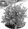 Buxus%20microphylla%20var.%20koreana%20%27Bulthouse%27
