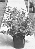 Viburnum%20bracteatum%20%27SMVDBL%27