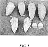 Humulus%20lupulus%20%27HBC%20366%27