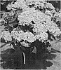 Hydrangea%20macrophylla%20%27SMHMP1%27