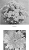 Chrysanthemum%20x%20morifolium%20%27CIFZ0026%27