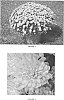 Chrysanthemum%20x%20morifolium%20%27CIFZ0015%27