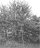 Prunus%20cerasus%20L.%20x%20P.%20x%20schmittii%20Rehder%20%27STO3%27