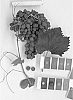Vitis%20vinifera%20%27IFG%20Eighteen%27