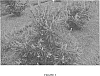 Vitex%20agnus-castus%20%27PIIVAC-I%27