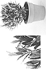 Laurus%20nobilis%20%27MonRik%27