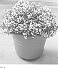 Deutzia%20%27NCDX1%27