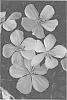Tibouchina%20x%20hybrida%20%27Peace%20Baby%27