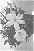 Tibouchina%20x%20hybrida%20%27Cool%20Baby%27