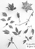 Clematis%20viticella%20%27Evipo053%27