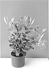 Mandevilla%20hybrida%20%27Lancolorado%27