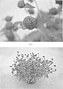Gomphrena%20globosa%20%27SAKGOM004%27