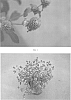 Gomphrena%20globosa%20%27SAKGOM005%27