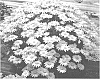 Leucanthemum%20x%20superbum%20%27Snowbound%27
