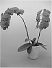 Phalaenopsis%20%27Phaldanbo%27