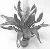 Vriesea%20hybrid%20%27V807-1%27