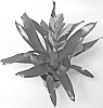 Vriesea%20hybrid%20%27V858-2%27