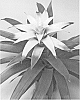 Guzmania%20hybrid%20%27BUNDEWH%27