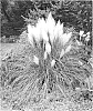 Cortaderia%20selloana%20%27Blue%20Bayou%27