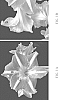 Hippeastrum%20Herb.%20%27Orlando%27