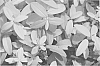 Hypericum%20calycinum%20%27NCHC1%27