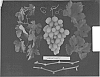 Grape%20Plant%20Named%20%27ARRATHIRTY%27