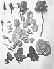 Rosa%20hybrid%20%27Poulpah065%27