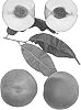 Prunus%20persica%20%27Summer%20Frost%27